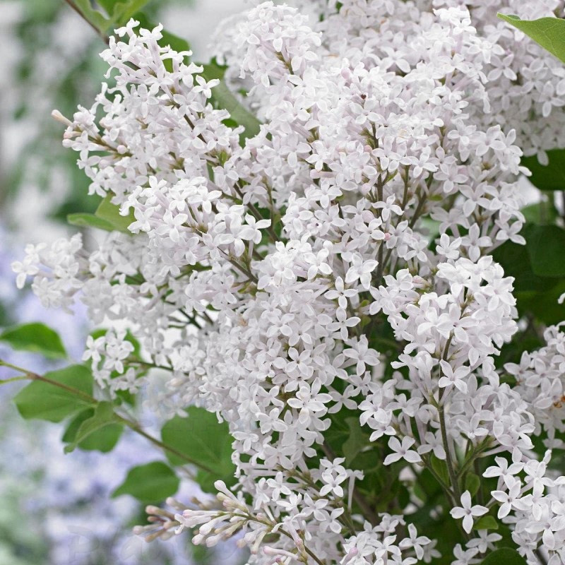 Бузок meyeri Flowerfesta White