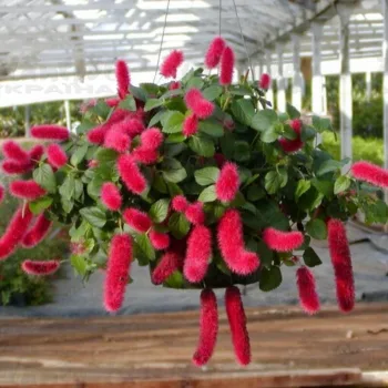 АКАЛІФА/ACALYPHA