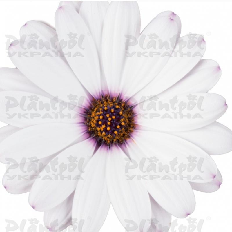 Остеоспермум Dalina  Early White