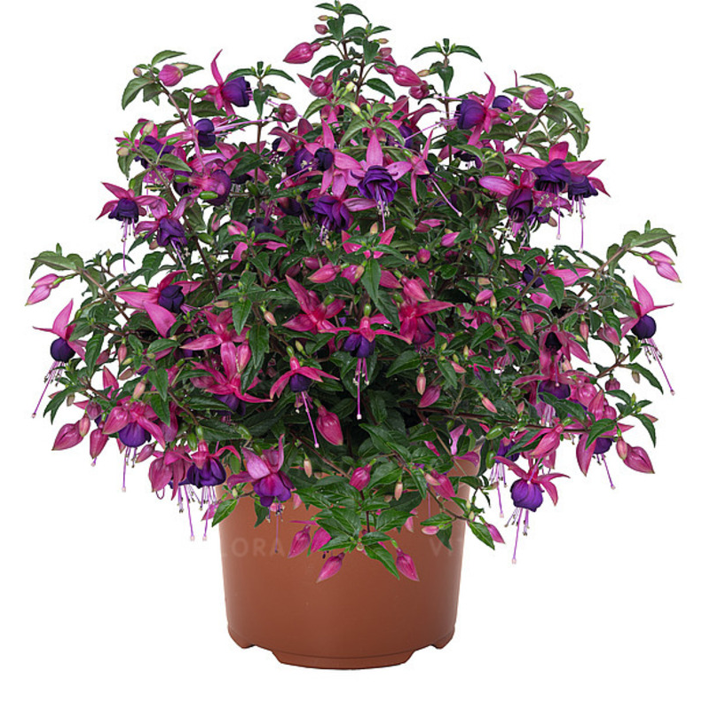 Фуксія Ballerina Balance