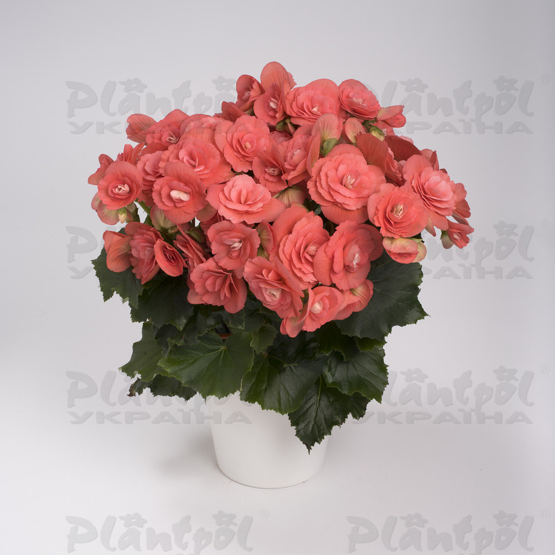 Бегонія Elatior Binos Pink