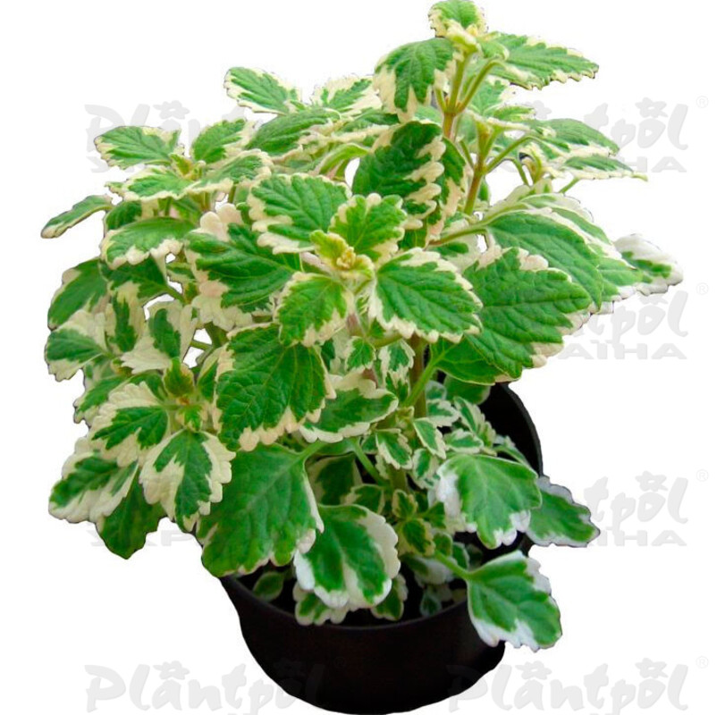 Плектрантус Variegata