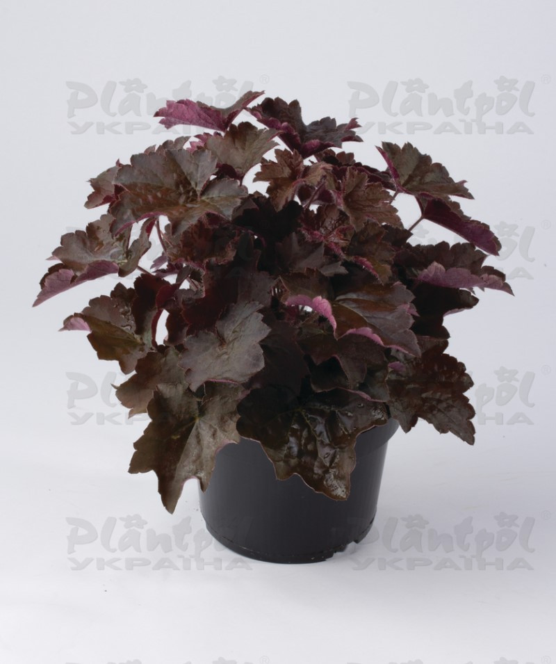 Гейхера Palace Purple (84 палета/Florensis)