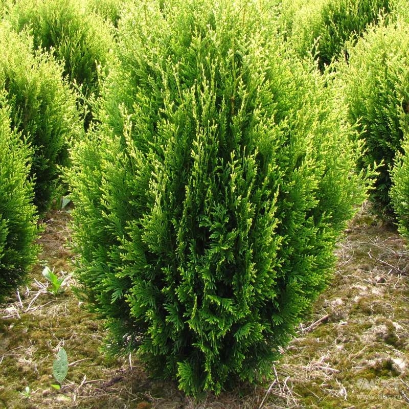 Туя Kornik
