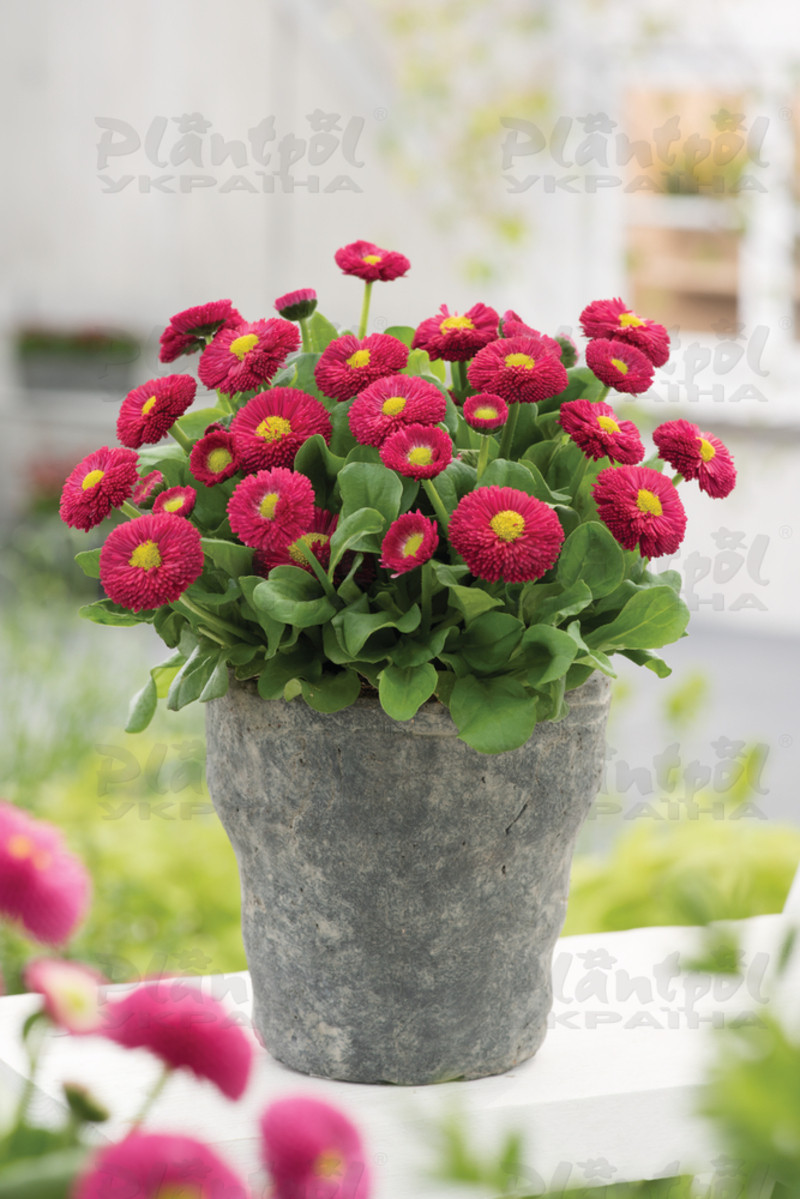 Стокротки bellis perennis Bella Red (288 палета)