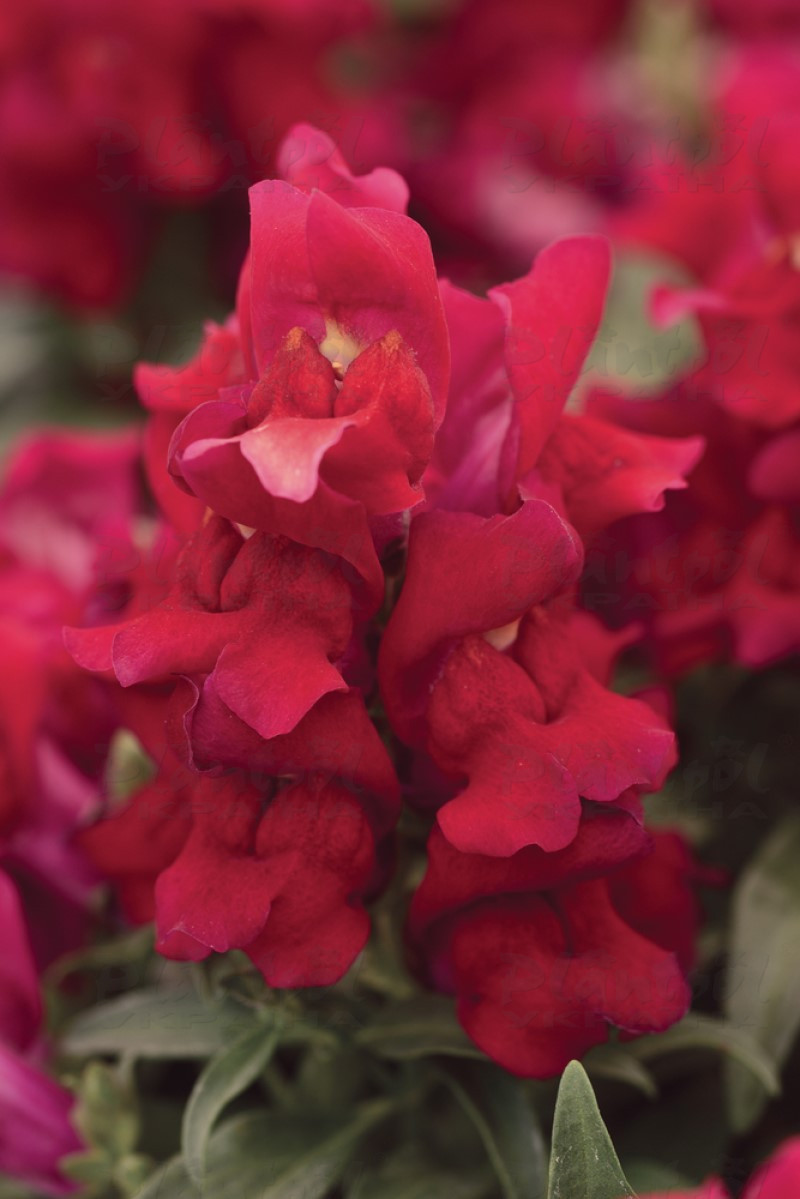 Антірінум majus Snapshot F1 Red (288 палета/Florensis)
