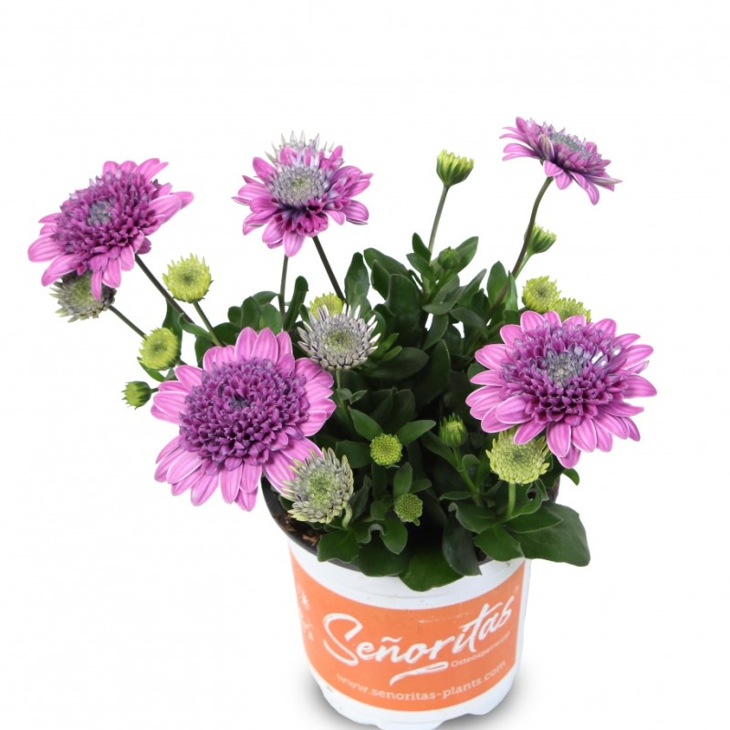Oстеоспермум Senorita Double Pink (Vitroflora)
