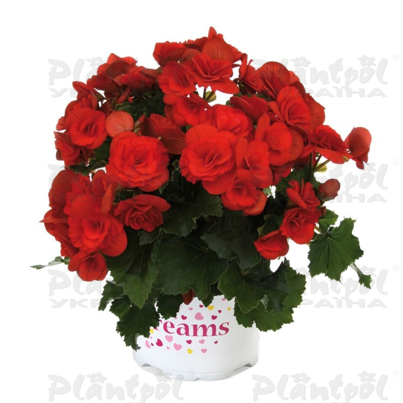 Бегонія Barkos