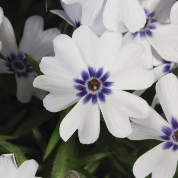 Фото 3