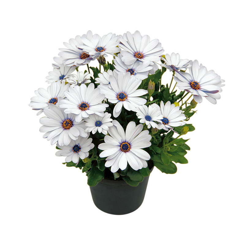 Остеоспермум SpringStar White