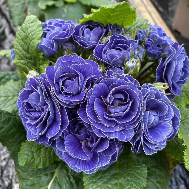 Примула Belarina Baltic Blue