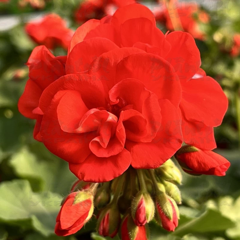 Садовий центр Плантпол-Україна, фото 2