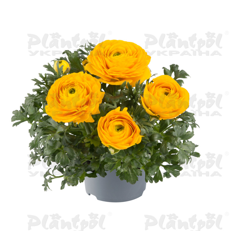 Жовтець Ranunculus Vortex F1 Golden Yellow