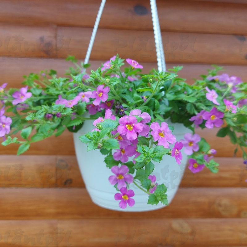 Бакопа Everest Pink