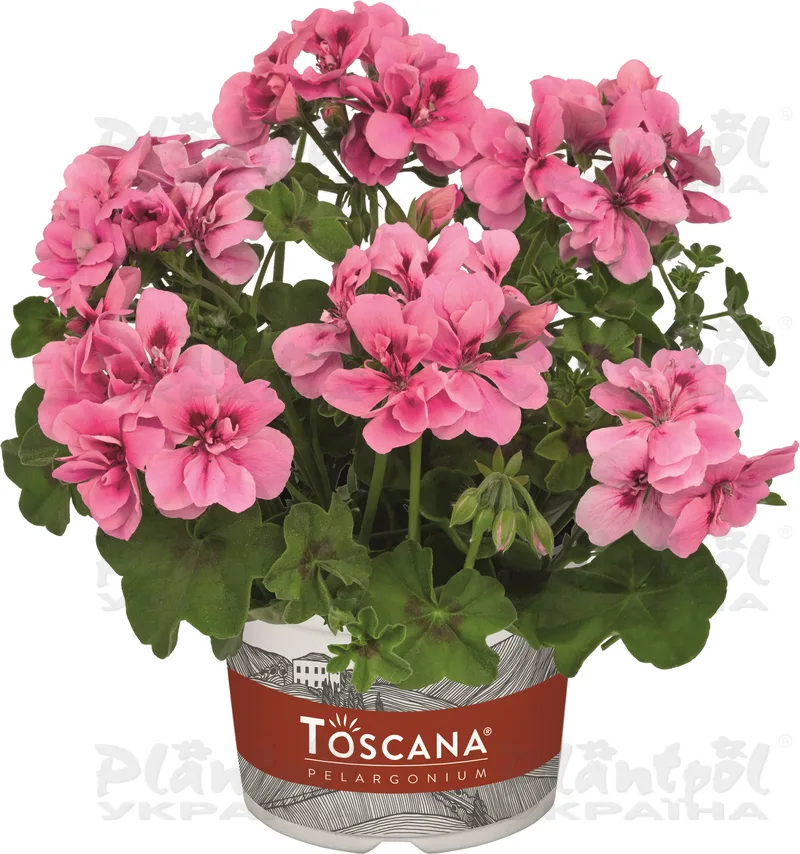 Пеларгонія ампельна Big 5 Light Pink