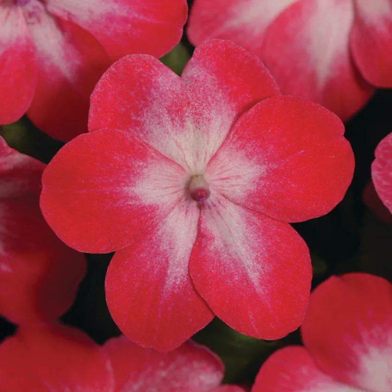 Фото 1