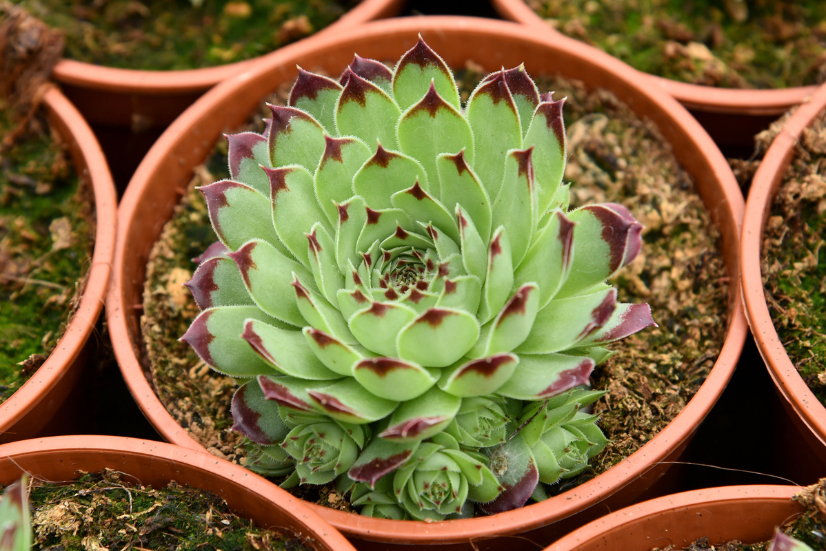 Семпервівум Taurus (Vitroflora)