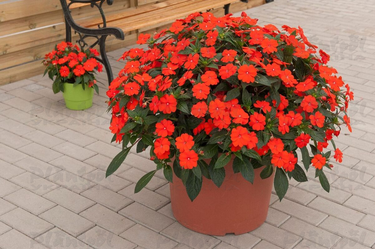 Імпатієнс Sunpatiens Vigorous Orange