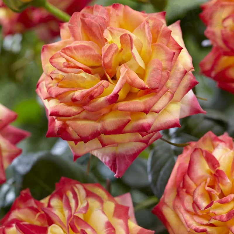Фото 2