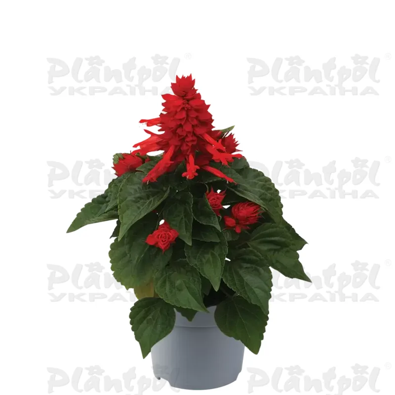 Сальвія splendens Mojave Red (510 палета/Florensis)