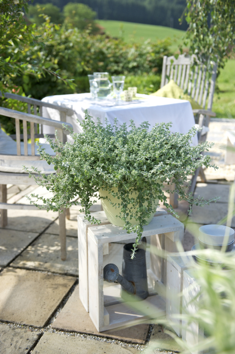 Геліхризум petiolare Microphylla