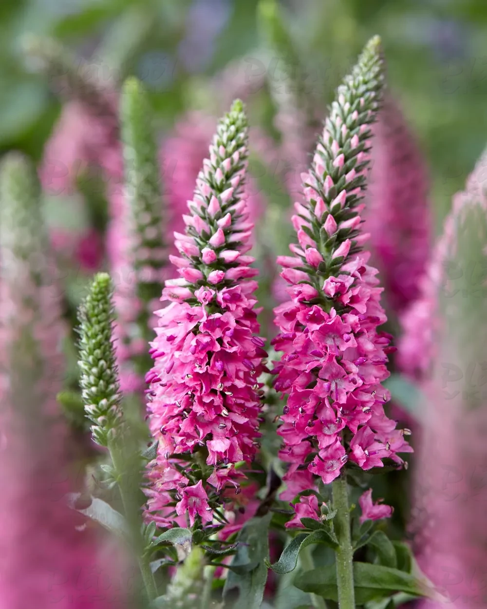 Вероніка Bubblegum Candles (Vitroflora)