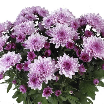 Фото 2