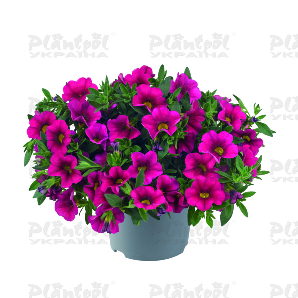 Калібрахоa Cabaret Early Hot Rose