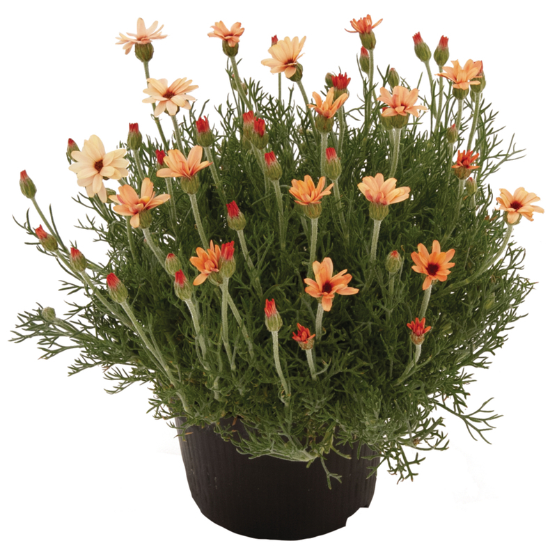 Родантемум Zagora Orange (Florensis)