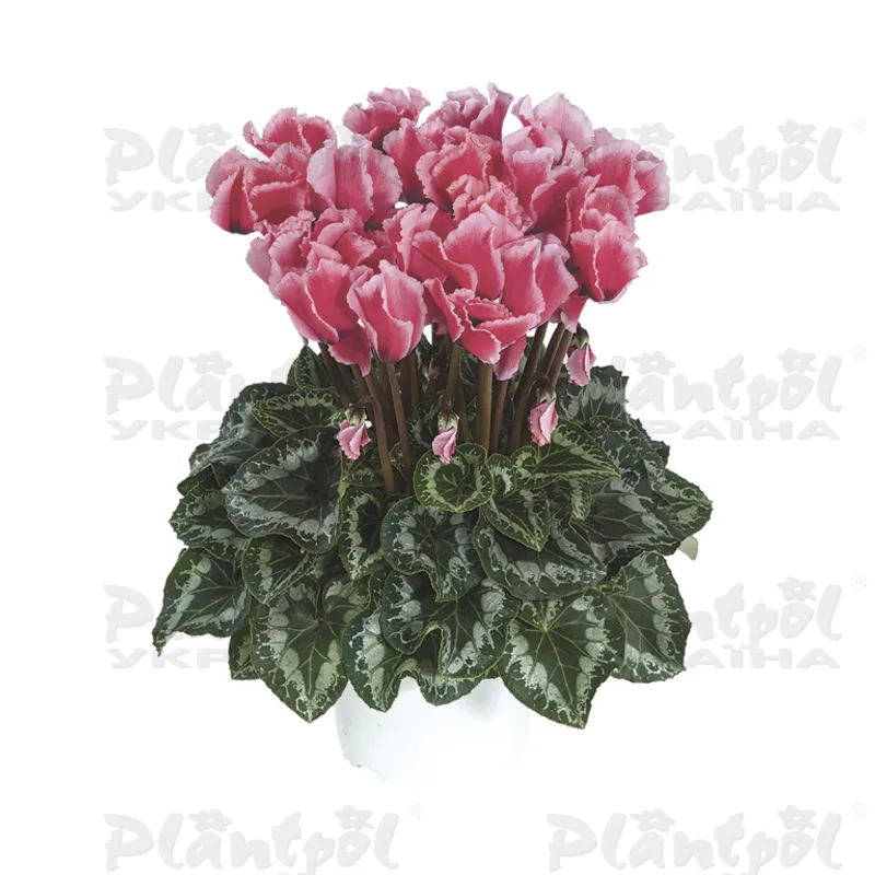 Цикламен Halios Curly Litcht Rose