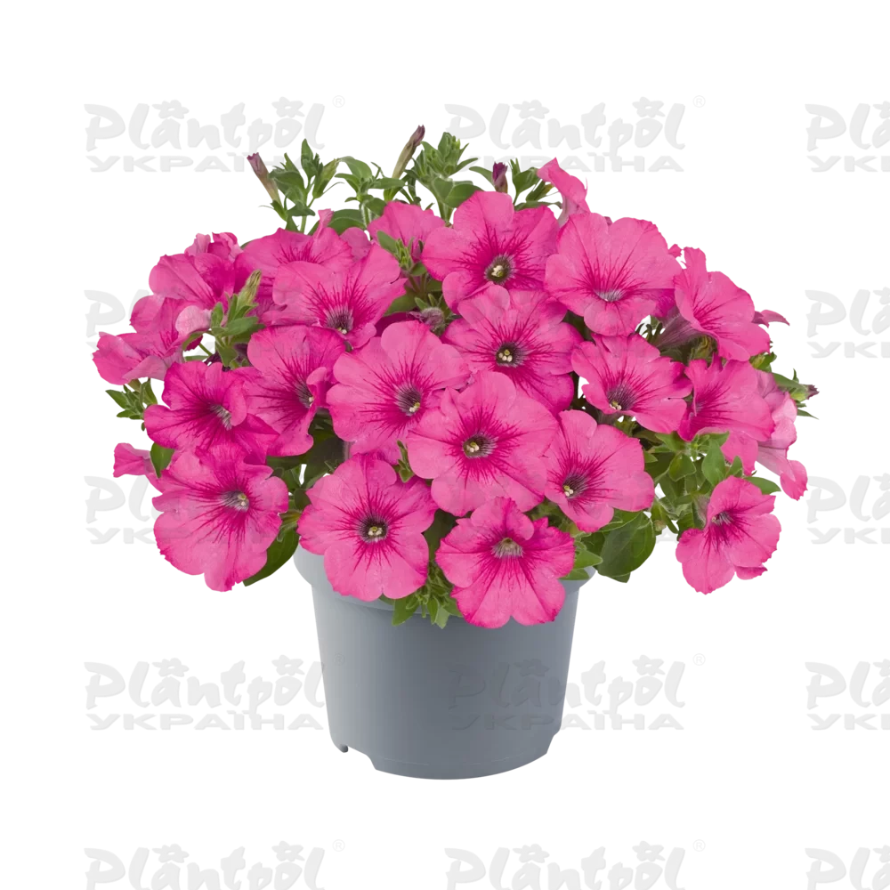 Петунія Viva Hot Pink