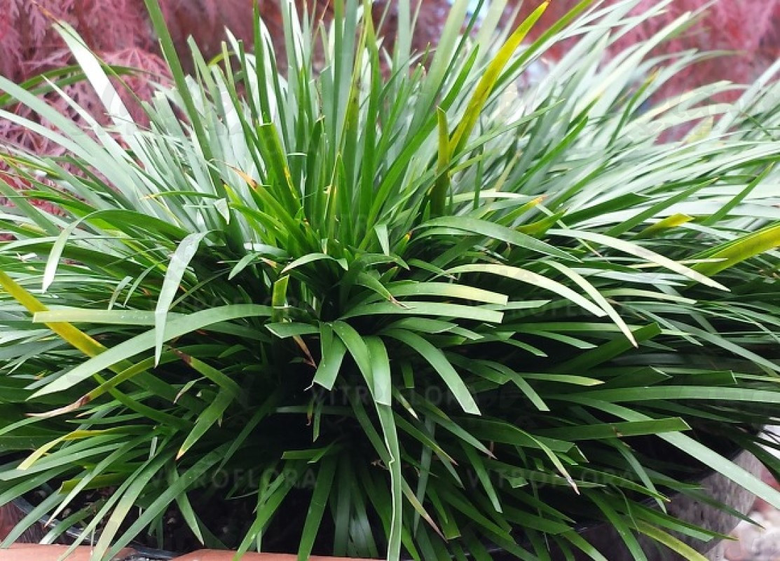 Акорус Pusillus (Vitroflora)