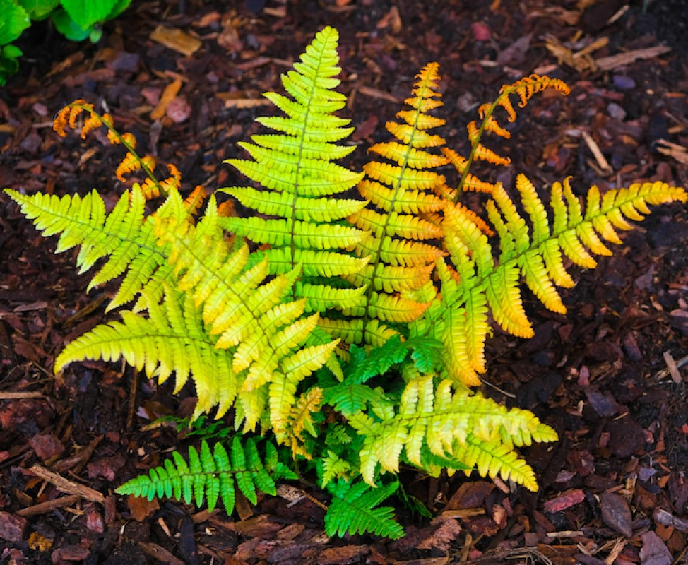 Папороть  Jurassic Gold(Jurassic Wallich`s Wood Fern) (Vitroflora)