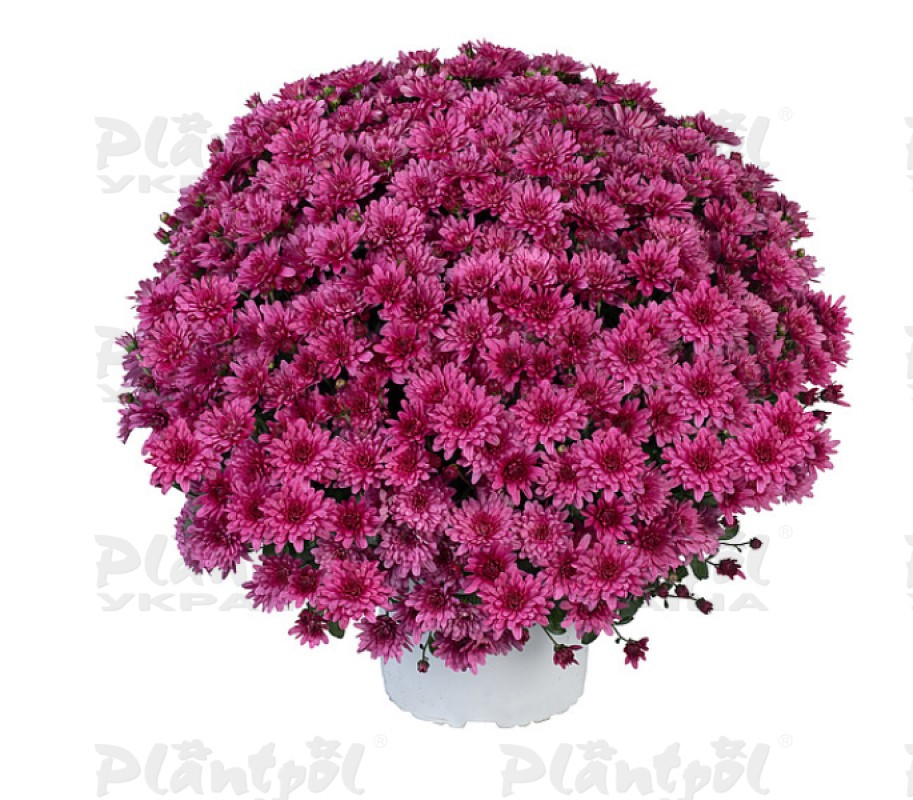 Хризантема дрібноквіткова горшкова Ace Purple (Vitroflora)