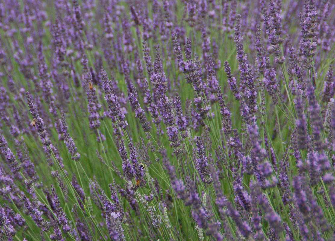 Лаванда Phenomenal (Vitroflora)