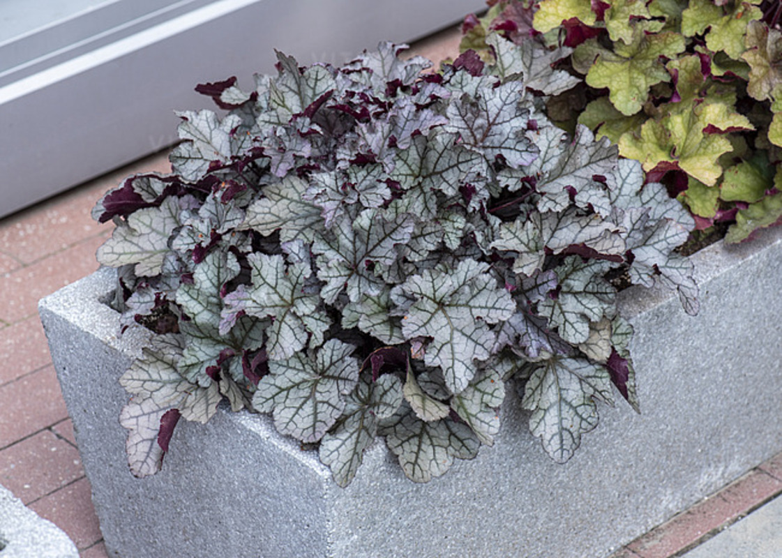 Гейхера Rex Silver (Vitroflora)