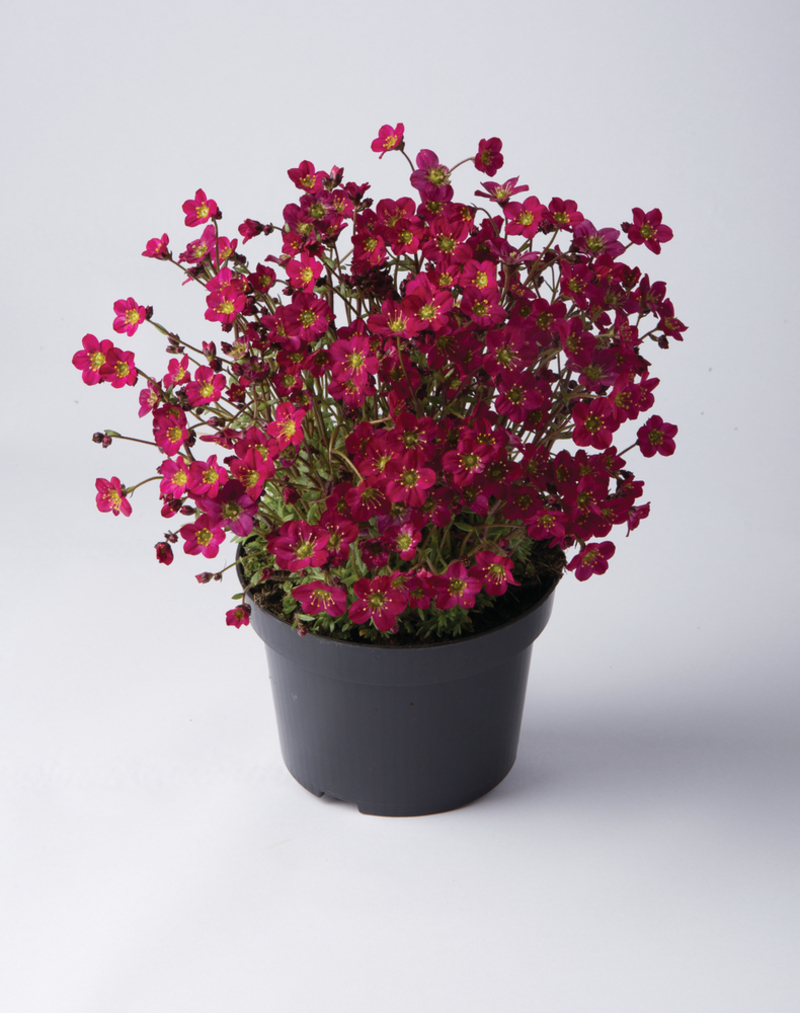 Саксіфрага Marto Hot Rose (Florensis)