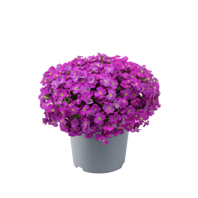 Обрієта Florado Neon Pink