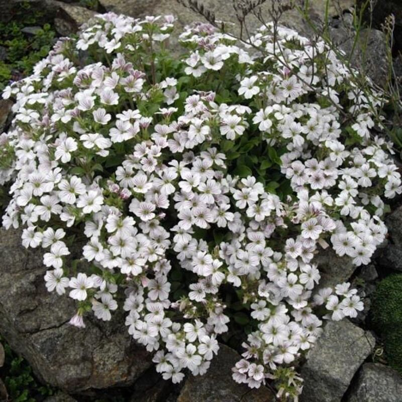 Гіпсофіла cerastoides White (Florensis)