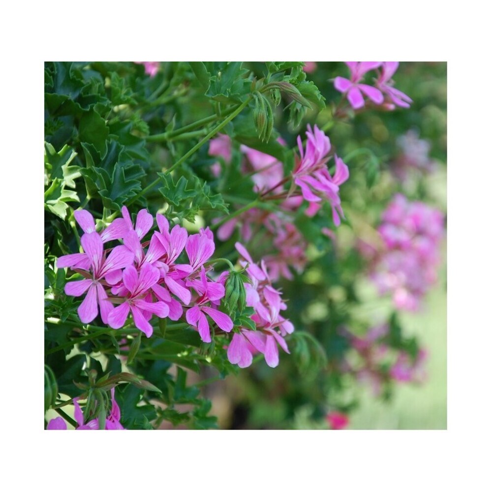 Пеларгонія ампельна Kaskadowa Balcon Lilac
