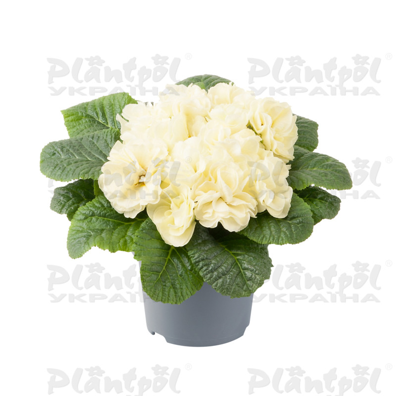 Примула vulgaris Pom Pom F1 Early Lime Imp.