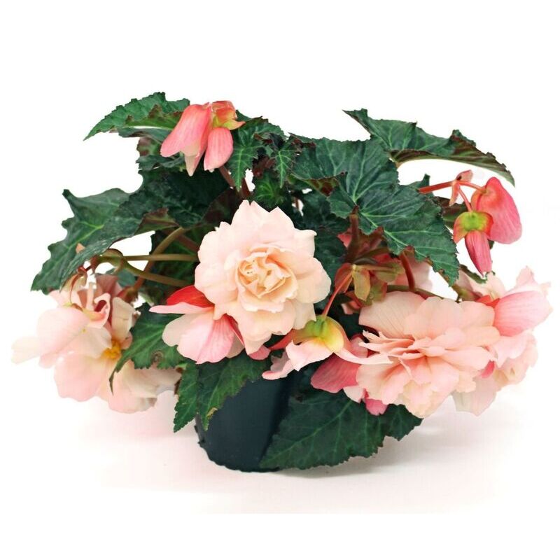 Бегонія Sweetspice Appleblossom