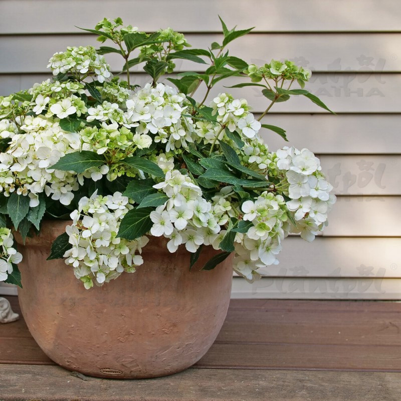 Гортензія macrophylla Fairytrail White  (напівпродукт)