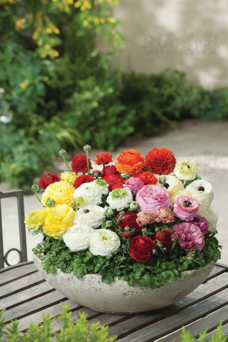 Жовтець Ranunculus Vortex F1 Mix