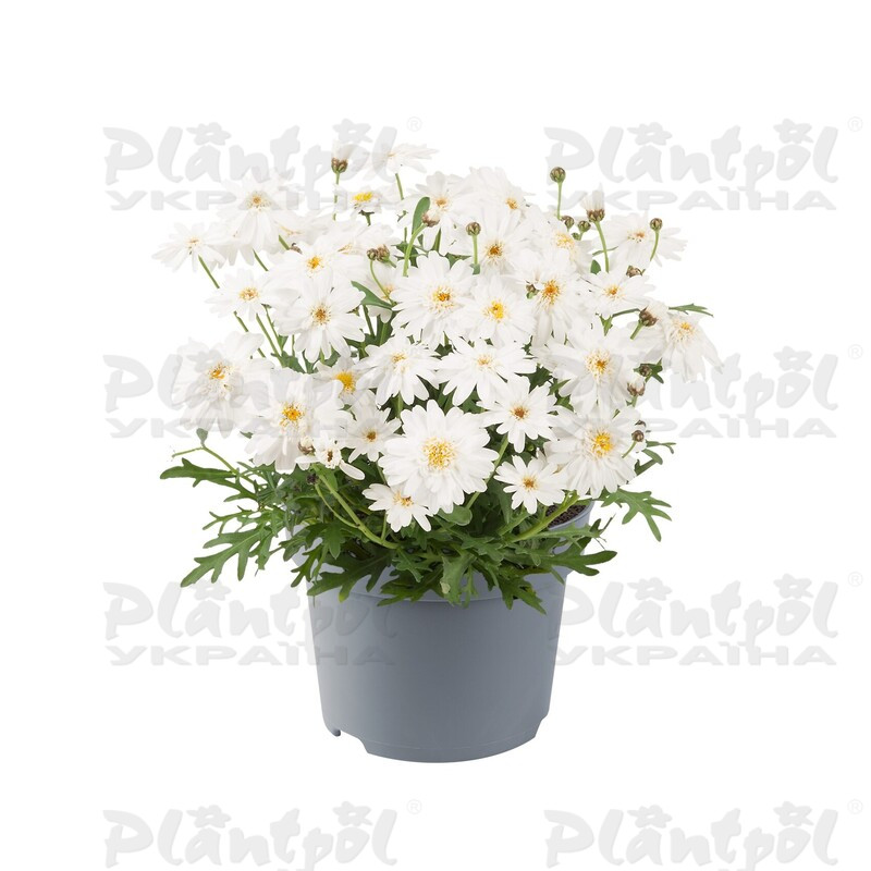 Аргирантемум Madeira Double White (128 палета/Florensis)