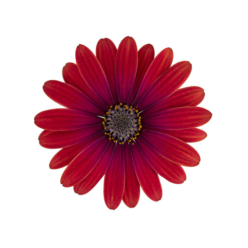 Остеоспермум Cape Daisy Zanzibar Red