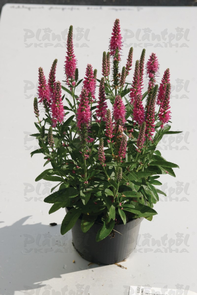 Вероніка spicata Inspire Rose (Florensis)