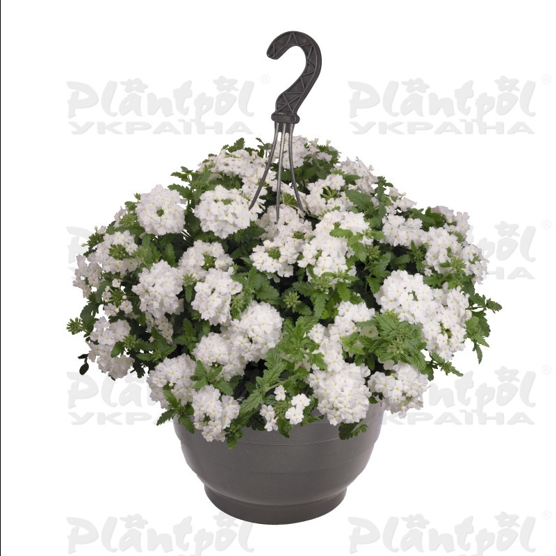 Вербена Empress Sun White