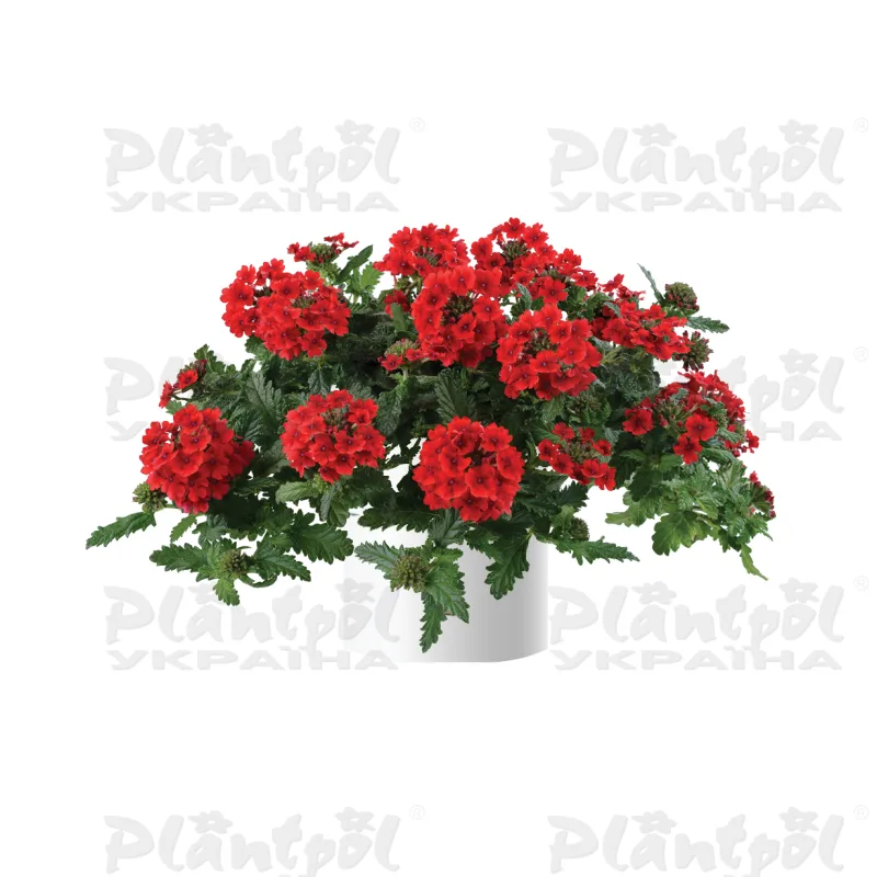 Вербена Vanessa Compact Red