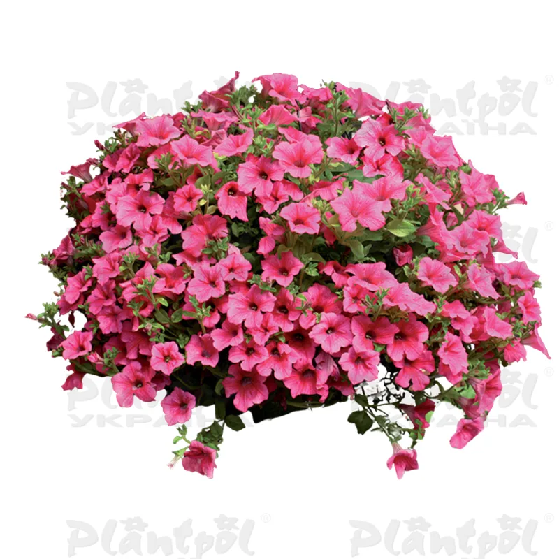 Петунія Surfinia Hot Pink